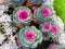 Colorful cabbage flowers of different sizes.