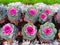 Colorful cabbage flowers of different sizes grow in rows.