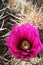 Colorful cacti in Death Valley