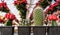 Colorful Cacti Displayed in Greenhouse for the Holiday Season