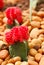 Colorful cactus, close up image of rows of cute colorful