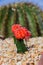 Colorful cactus in the garden