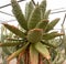 Colorful cactuses of Arizona near Sedona