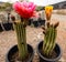 Colorful cactuses of Arizona near Sedona