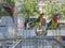 Colorful caged parakeets at bird market in Paris, France