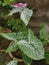 The colorful caladium bicolor leaf plant