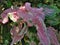 The colorful caladium bicolor leaf plant