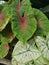 The colorful caladium leafy houseplant.