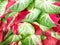 colorful caladium leaves nature background by closeup of vivid red green and white leaf shrub