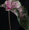 Colorful Caladium Plant on Black Background