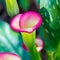 Colorful Calla Lily flower. Abstract blurred flowers natural background