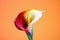 Colorful calla lily on vibrant background. Bright colors, copy space