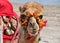 Colorful camel at the beach in Tunisie