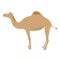 Colorful camel cartoon