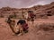 Colorful camels wait to take tourists for a ride