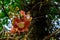 Colorful Cannonball Flower - Couroupita guianensis in sunlight against tree and green leaves in the background. Low angle view