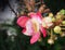 Colorful cannonball tree flowers or Shorea robusta blooming in garden