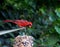 Colorful cardinal at the bird feeder closeup