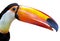 Colorful Caribbean Toucan with large orange beak