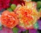Colorful carnation flowers top view closeup, natural background
