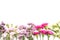 Colorful carnation flowers on white background