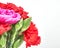 Colorful carnation flowers on white background, soft and airy