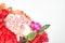 Colorful carnation flowers on white background, soft and airy