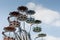 colorful carousel with view up to the clouds on the sky in a amusement park