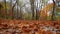 Colorful carpet in autumn woods