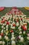 Colorful carpet of flowers. Group of colorful tulips. Selective focus. Colorful tulips photo background