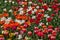 Colorful carpet of flowers. Group of colorful tulips. Selective focus. Colorful tulips photo background