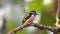 Colorful cartoon bird broadbill