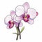 Colorful Cartoon Style White Orchids On White Background