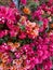 A colorful cascade of bougainvillea flowers