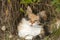 Colorful cat lying in rural bush