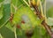 Colorful caterpillar eating a leaf - Imperial Moth caterpillar