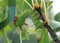 Colorful caterpillar eating a leaf - Imperial Moth caterpillar