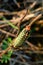 Colorful caterpillar sleeping on dry grass at sunset - closeup