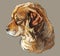 Colorful Caucasian Shepherd Dog vector hand drawing portrait