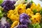 Colorful cauliflowers, closeup