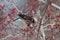 Colorful Cedar Waxwing bird eating berries