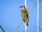 Colorful Cedar Waxwing bird perches on a branch on the Salem greenway in Roanoke VA