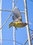 Colorful cedar waxwing just after take off on the Salem greenway and the Roanoke River VA