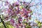 Colorful Ceiba speciosa flowers in the garden