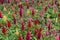 Colorful Celosia