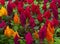Colorful Celosia argentea flowers in the garden of Tenerife,Canary Islands, Spain.Blooming Cockscomb plants.