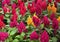 Colorful Celosia argentea flowers in the garden of Tenerife,Canary Islands, Spain.Blooming Cockscomb plants.