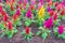 Colorful celosia flower