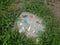 Colorful cement stepping stone with shells and dead cicada