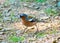 Colorful chaffinch searches for food under the tree in the fores